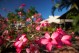 Be welcomed by the fragrance and spectacular colour of the tropics