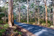 Boranup Forest Boranup Forest