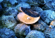 Broome South Sea Pearls Broome South Sea Pearls