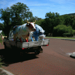The cows being transported to their new home
