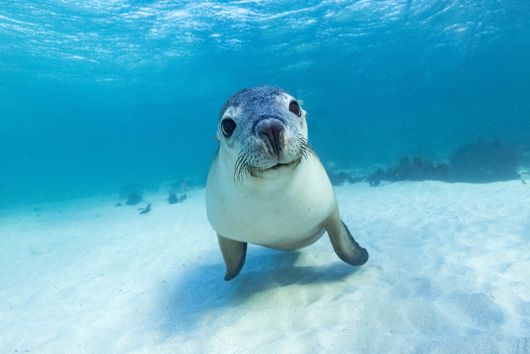 Seal at Jurien Bay