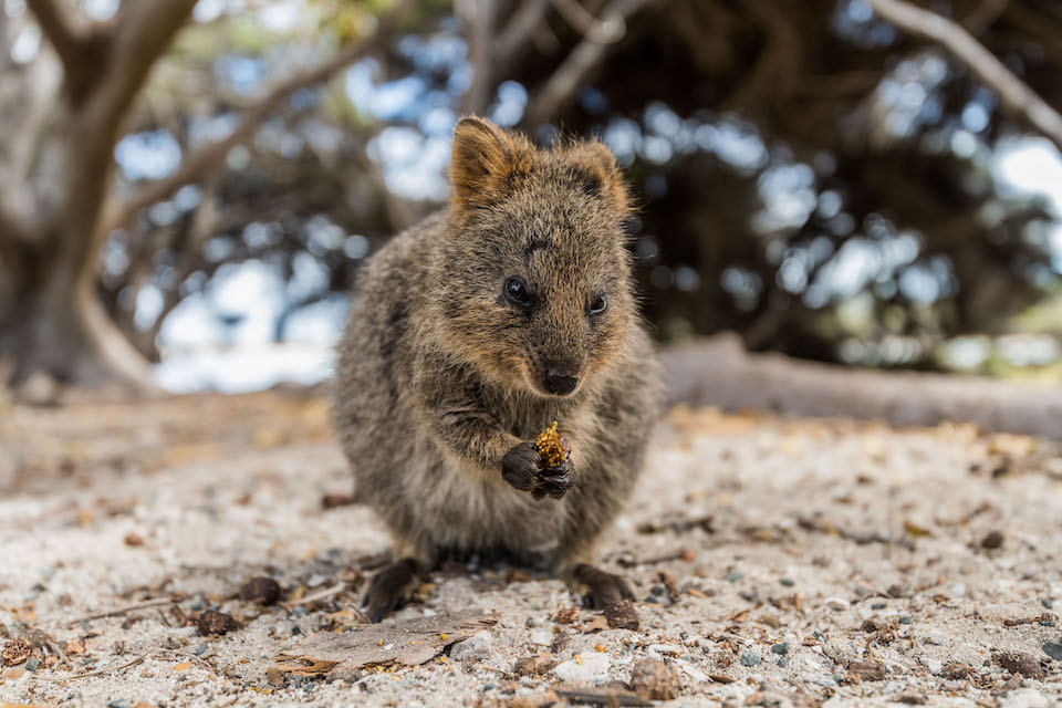 Photo credit: Shot by Thom for the Rottnest Island Authority