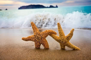 Starfish love