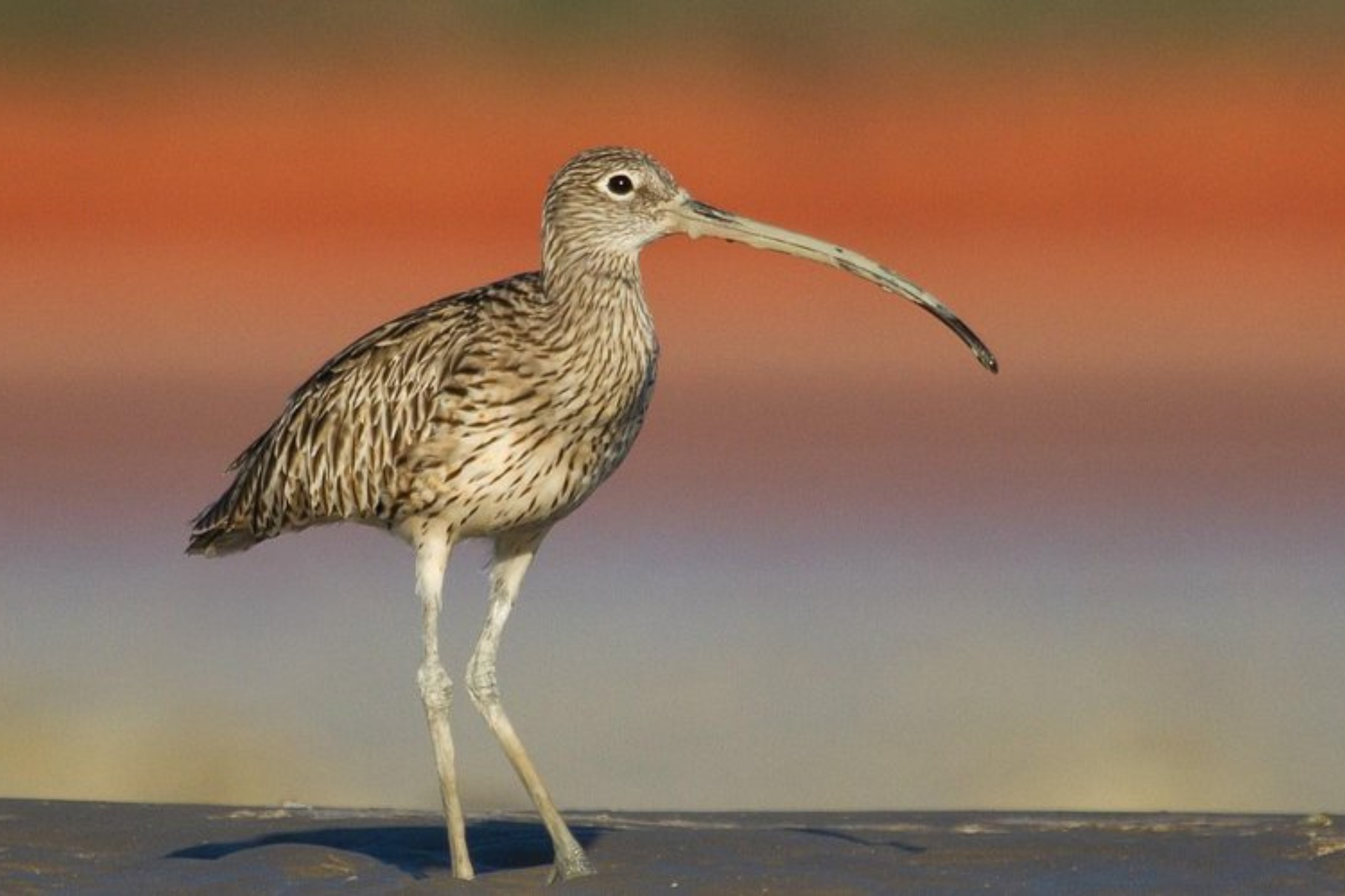 broome bird observatory