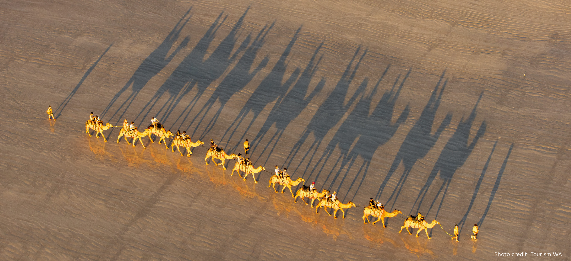 broome camels